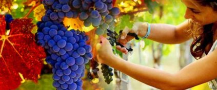 Tur Tatil Turizm Yazılımı - Tur Tatil Turizm Scripti