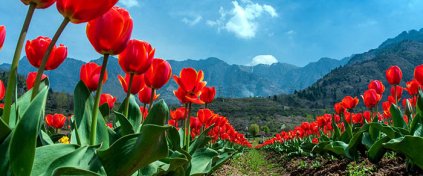 Tur Tatil Turizm Yazılımı - Tur Tatil Turizm Scripti