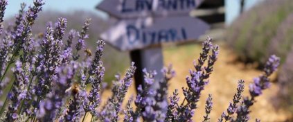 Tur Tatil Turizm Yazılımı - Tur Tatil Turizm Scripti